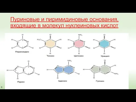 Пуриновые и пиримидиновые основания, входящие в молекул нуклеиновых кислот 9