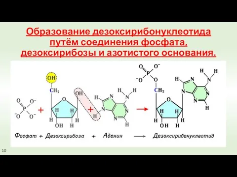 Образование дезоксирибонуклеотида путём соединения фосфата, дезоксирибозы и азотистого основания. 10