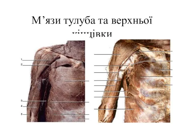 М’язи тулуба та верхньої кінцівки