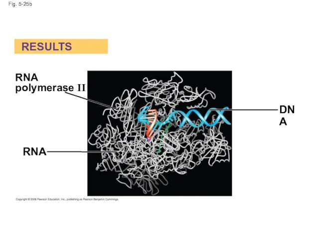 Fig. 5-25b RESULTS RNA RNA polymerase II DNA