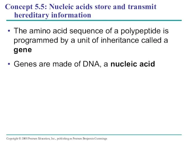 Concept 5.5: Nucleic acids store and transmit hereditary information The amino