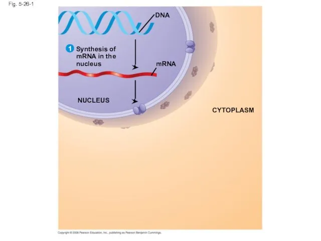 Fig. 5-26-1 mRNA Synthesis of mRNA in the nucleus DNA NUCLEUS CYTOPLASM 1