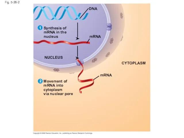 Fig. 5-26-2 mRNA Synthesis of mRNA in the nucleus DNA NUCLEUS