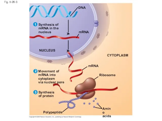 Fig. 5-26-3 mRNA Synthesis of mRNA in the nucleus DNA NUCLEUS