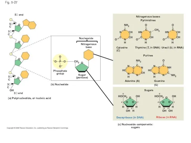 Fig. 5-27 5 end Nucleoside Nitrogenous base Phosphate group Sugar (pentose)