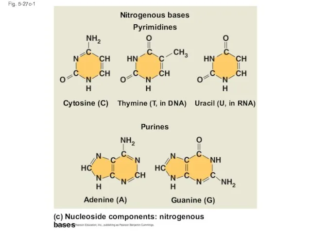 Fig. 5-27c-1 (c) Nucleoside components: nitrogenous bases Purines Guanine (G) Adenine