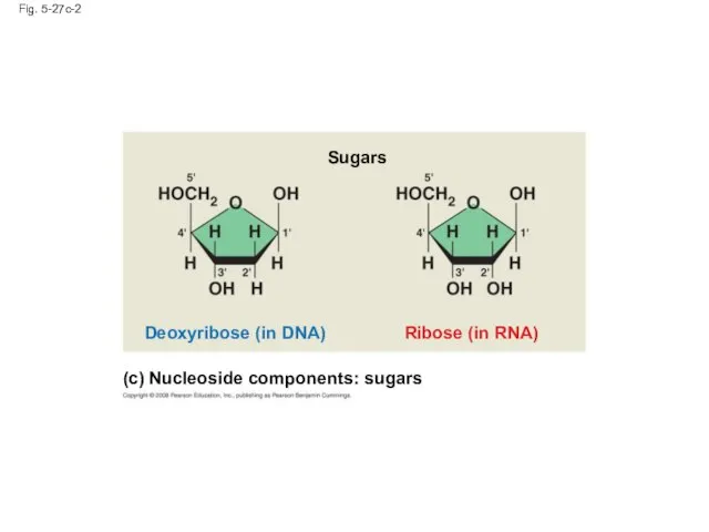 Fig. 5-27c-2 Ribose (in RNA) Deoxyribose (in DNA) Sugars (c) Nucleoside components: sugars