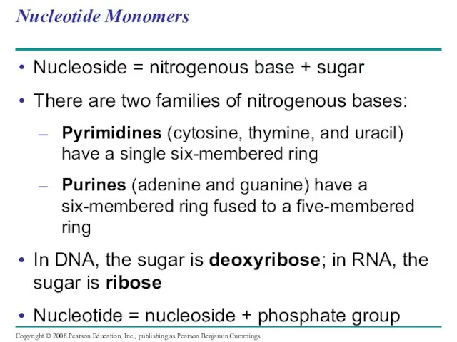 Nucleotide Monomers Nucleoside = nitrogenous base + sugar There are two