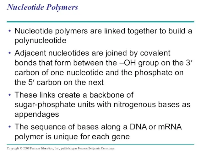 Nucleotide Polymers Nucleotide polymers are linked together to build a polynucleotide