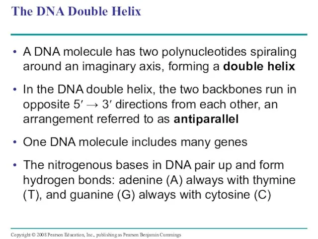 The DNA Double Helix A DNA molecule has two polynucleotides spiraling