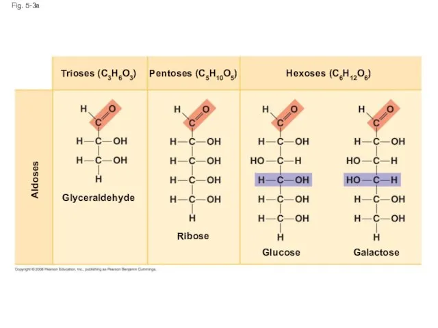 Fig. 5-3a Aldoses Glyceraldehyde Ribose Glucose Galactose Hexoses (C6H12O6) Pentoses (C5H10O5) Trioses (C3H6O3)