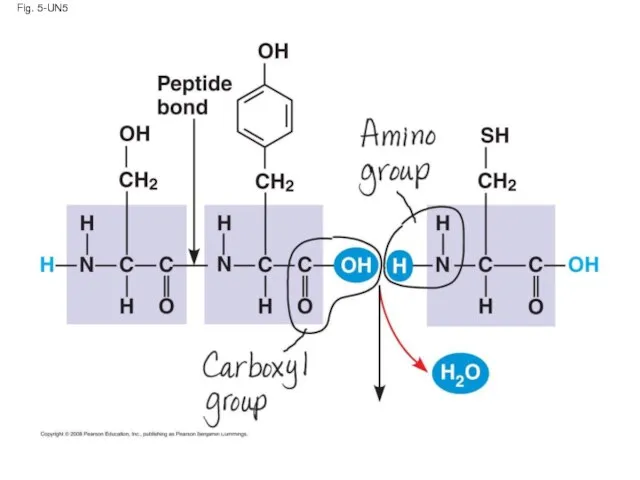 Fig. 5-UN5