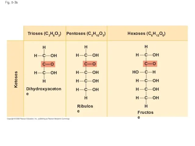 Fig. 5-3b Ketoses Dihydroxyacetone Ribulose Fructose Hexoses (C6H12O6) Pentoses (C5H10O5) Trioses (C3H6O3)