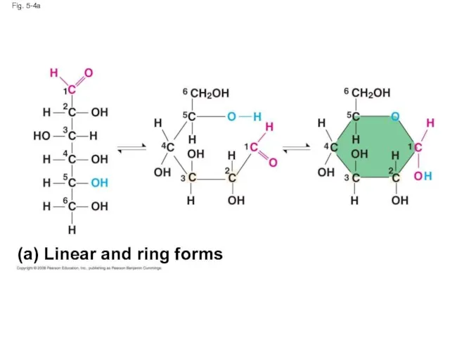 Fig. 5-4a (a) Linear and ring forms