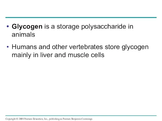 Glycogen is a storage polysaccharide in animals Humans and other vertebrates