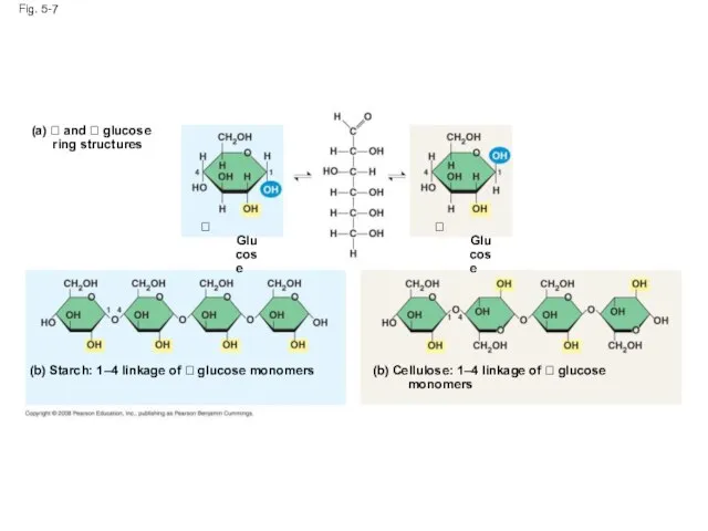 Fig. 5-7 (a)  and  glucose ring structures  Glucose