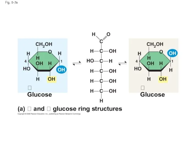Fig. 5-7a (a)  and  glucose ring structures  Glucose  Glucose