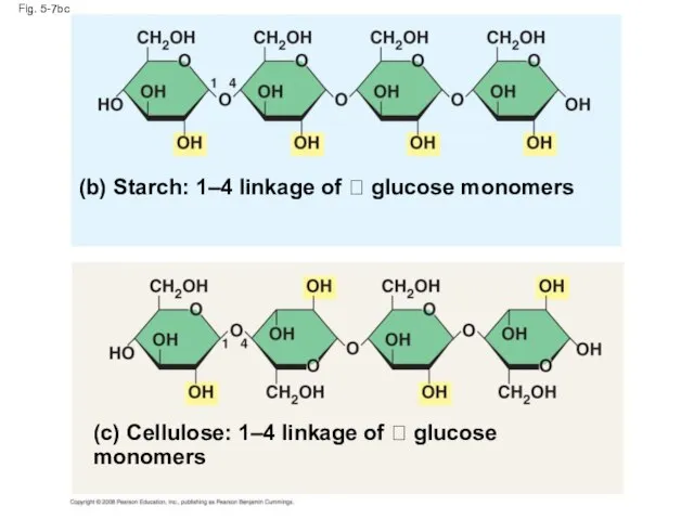 Fig. 5-7bc (b) Starch: 1–4 linkage of  glucose monomers (c)
