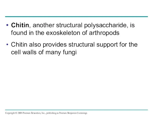 Chitin, another structural polysaccharide, is found in the exoskeleton of arthropods