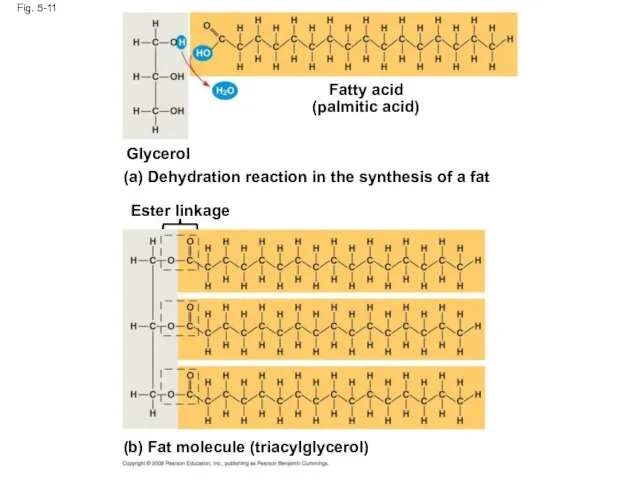 Fig. 5-11 Fatty acid (palmitic acid) Glycerol (a) Dehydration reaction in
