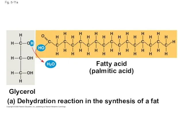 Fig. 5-11a Fatty acid (palmitic acid) (a) Dehydration reaction in the synthesis of a fat Glycerol
