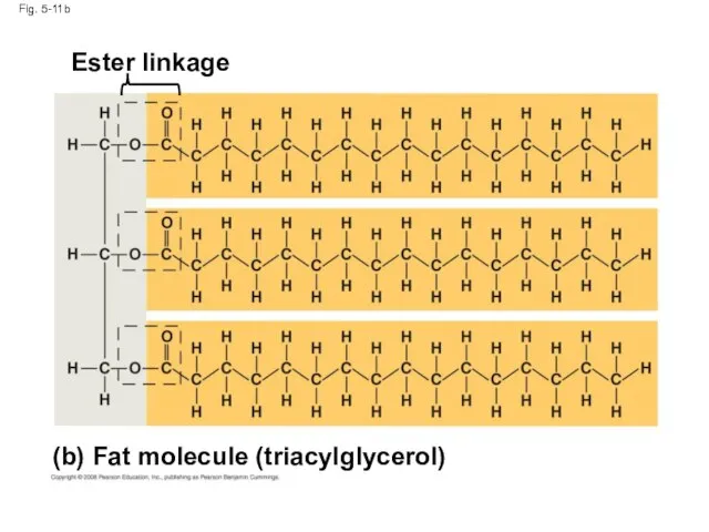 Fig. 5-11b (b) Fat molecule (triacylglycerol) Ester linkage