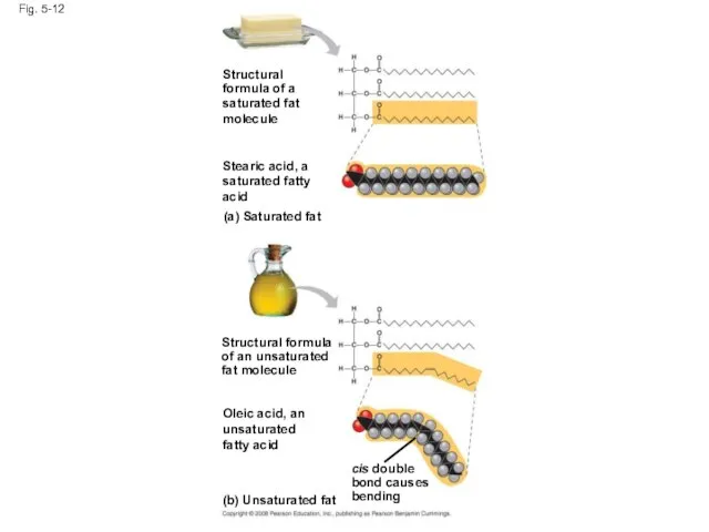 Fig. 5-12 Structural formula of a saturated fat molecule Stearic acid,