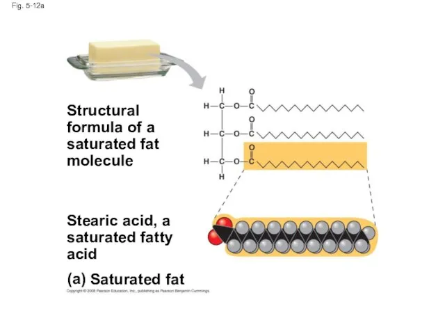 Fig. 5-12a (a) Saturated fat Structural formula of a saturated fat