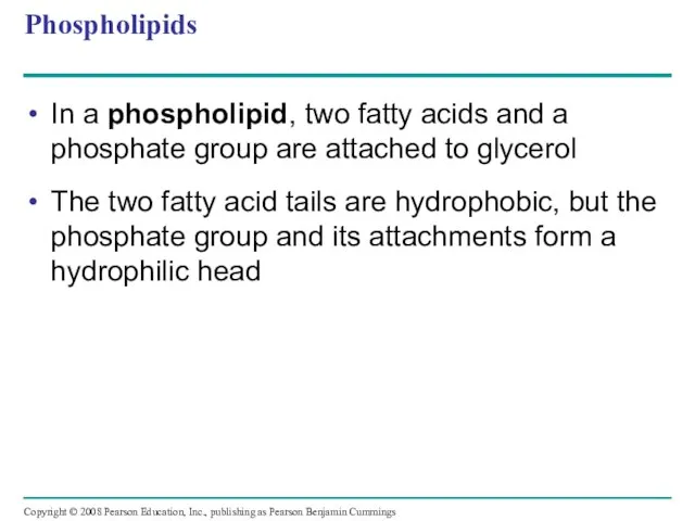 Phospholipids In a phospholipid, two fatty acids and a phosphate group