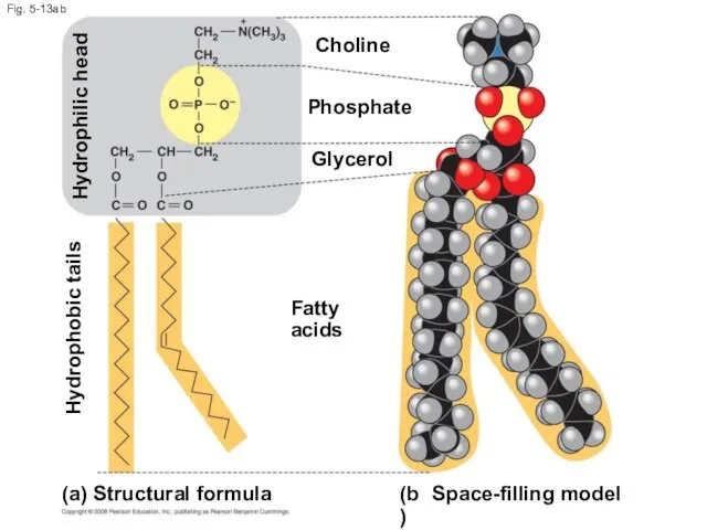 Fig. 5-13ab (b) Space-filling model (a) Structural formula Fatty acids Choline