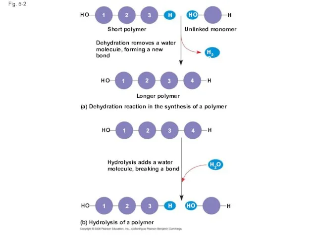 Fig. 5-2 Short polymer HO 1 2 3 H HO H