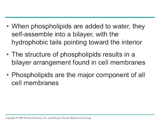 When phospholipids are added to water, they self-assemble into a bilayer,