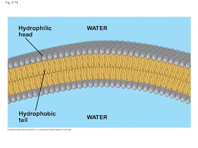 Fig. 5-14 Hydrophilic head Hydrophobic tail WATER WATER