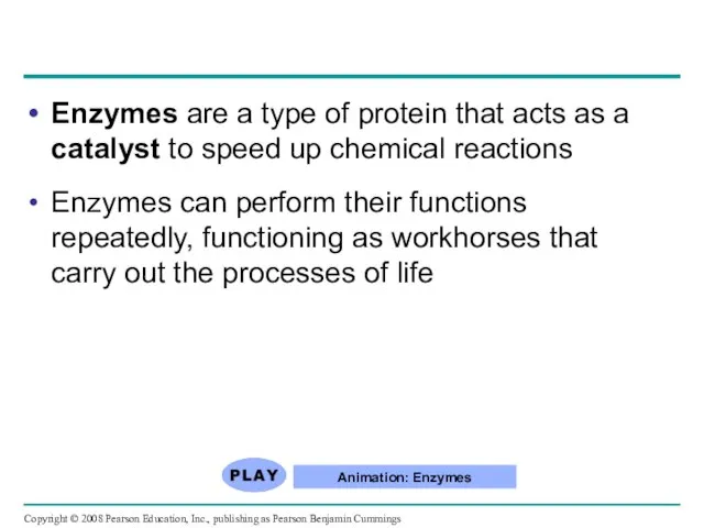 Enzymes are a type of protein that acts as a catalyst