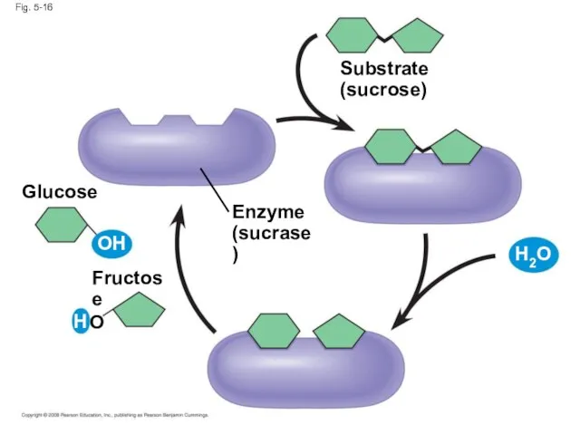 Fig. 5-16 Enzyme (sucrase) Substrate (sucrose) Fructose Glucose OH H O H2O