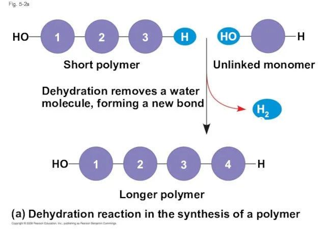 Fig. 5-2a Dehydration removes a water molecule, forming a new bond