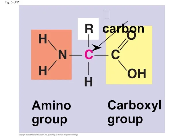 Fig. 5-UN1 Amino group Carboxyl group  carbon