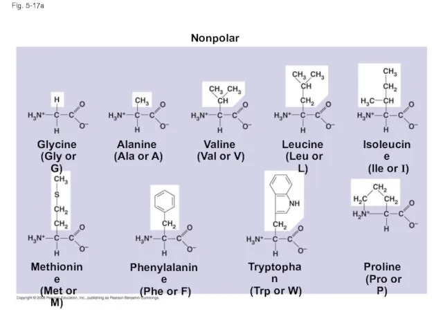 Fig. 5-17a Nonpolar Glycine (Gly or G) Alanine (Ala or A)