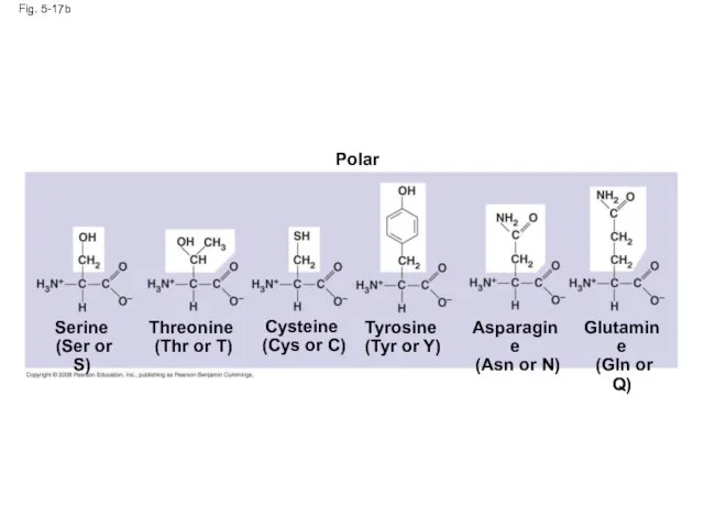 Fig. 5-17b Polar Asparagine (Asn or N) Glutamine (Gln or Q)