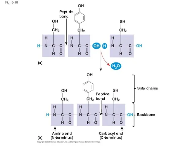 Peptide bond Fig. 5-18 Amino end (N-terminus) Peptide bond Side chains