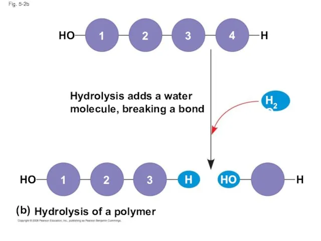 Fig. 5-2b Hydrolysis adds a water molecule, breaking a bond Hydrolysis