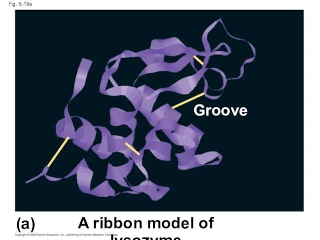 Fig. 5-19a A ribbon model of lysozyme (a) Groove