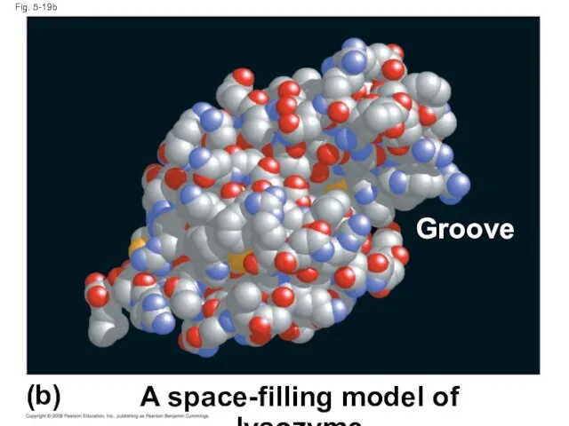 Fig. 5-19b (b) A space-filling model of lysozyme Groove