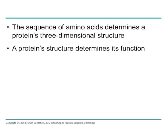 The sequence of amino acids determines a protein’s three-dimensional structure A