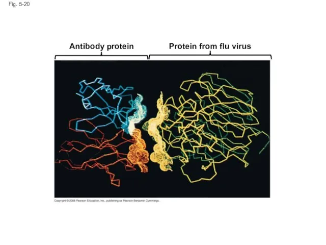 Fig. 5-20 Antibody protein Protein from flu virus