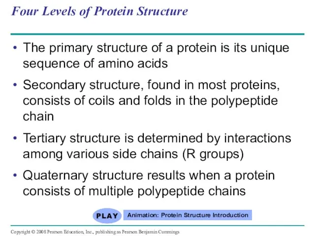 Four Levels of Protein Structure The primary structure of a protein