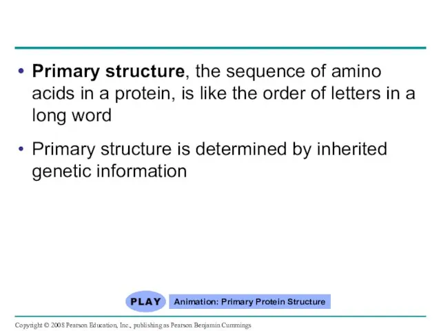 Primary structure, the sequence of amino acids in a protein, is
