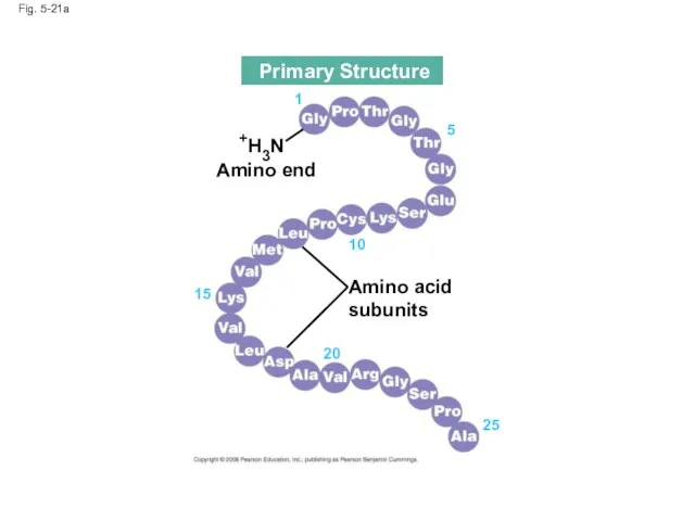 Fig. 5-21a Amino acid subunits +H3N Amino end 25 20 15 10 5 1 Primary Structure