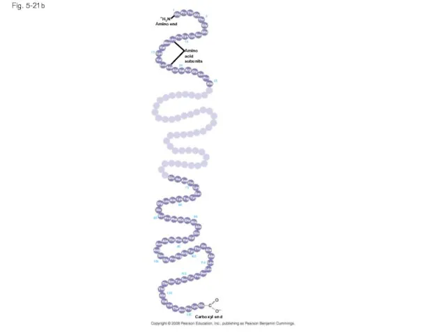 Fig. 5-21b Amino acid subunits +H3N Amino end Carboxyl end 125