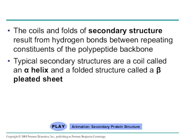 The coils and folds of secondary structure result from hydrogen bonds